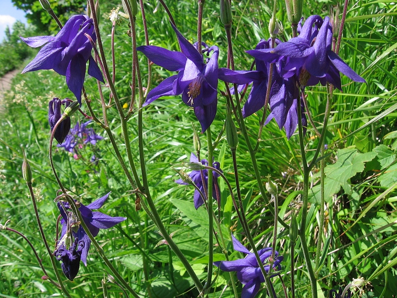  Image name: aquilege vulgatis2.jpg 
 width: 800 pixel 
 height: 600 pixel 
 Size: 467519 bytes 
 Click to enlarge 